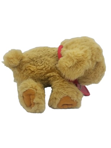 Puppy puppies golden - puppy,