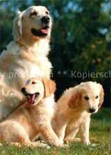 Cuccioli Golden Retriever per