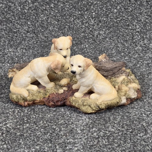 Golden retriever puppies - golden,