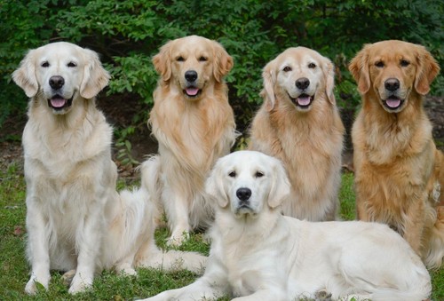 Golden retriever poster - golden,