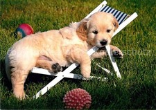 Cuccia cucciolo Golden