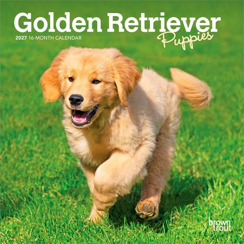 Golden retriever cuccioli - golden,