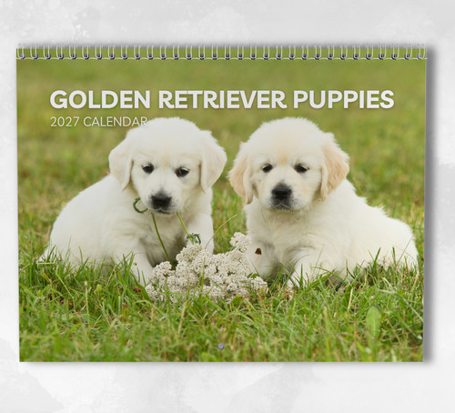 Calendario cuccioli golden - cuccioli,
