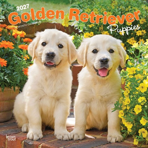 Calendario golden retriever - calendario,