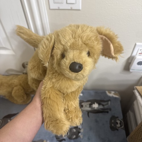 Douglas bella golden - douglas, retriever