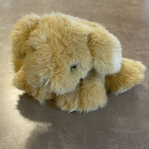 Puppy puppies golden - puppy,