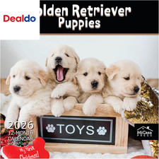 Golden Retriever Puppies 2026