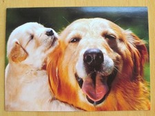 Sono un cucciolo fortunato ad