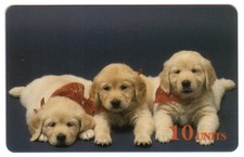 10U Cuccioli Di Golden