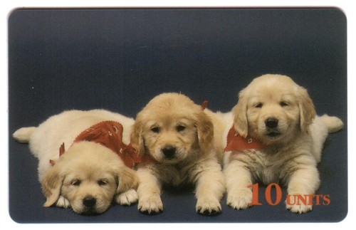 10u cuccioli golden - 10u,